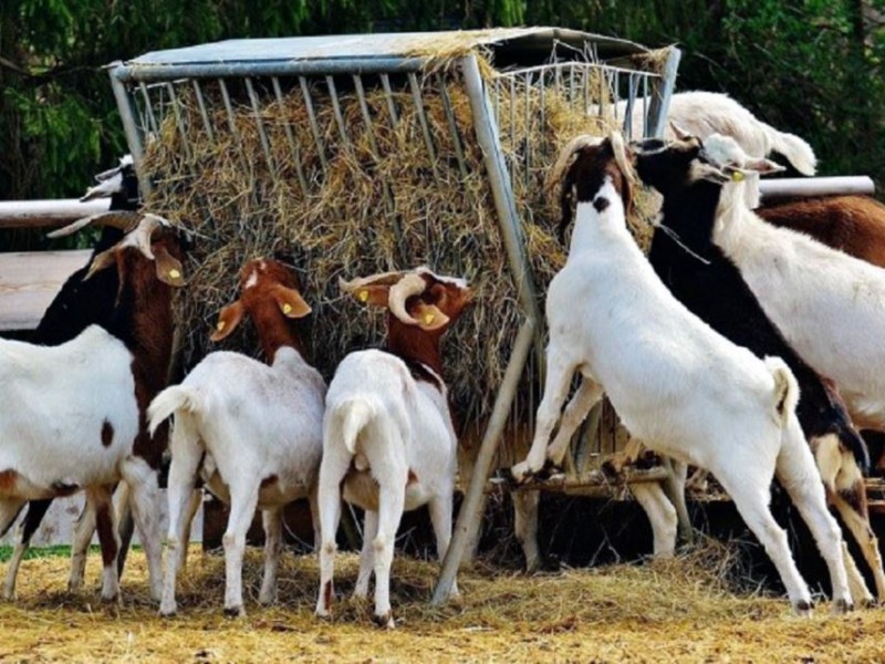 मासुमा आत्मनिर्भर बनाउन बाख्रा पकेट क्षेत्र विस्तार